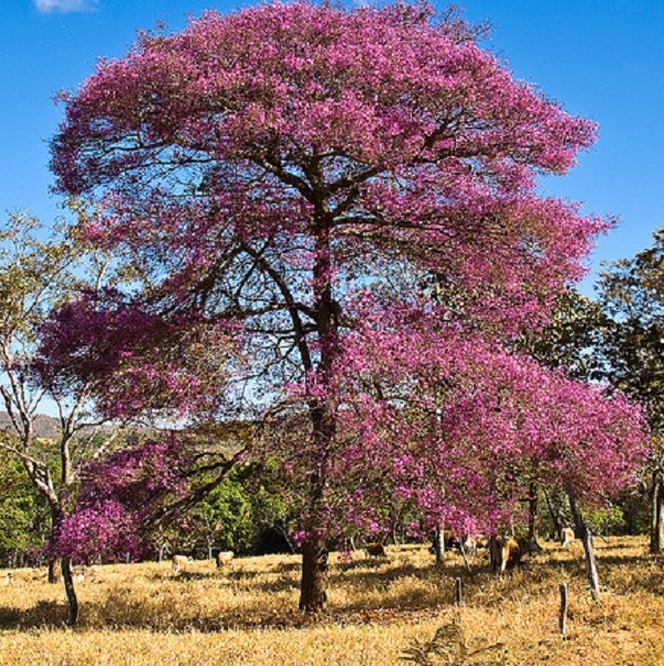 Rosewood-tree-in-bloom