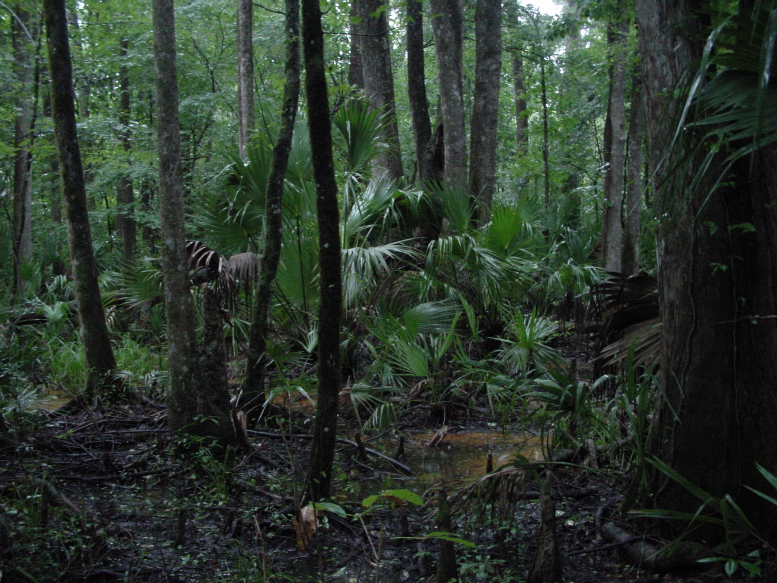 rosewood-levy-county-swamp